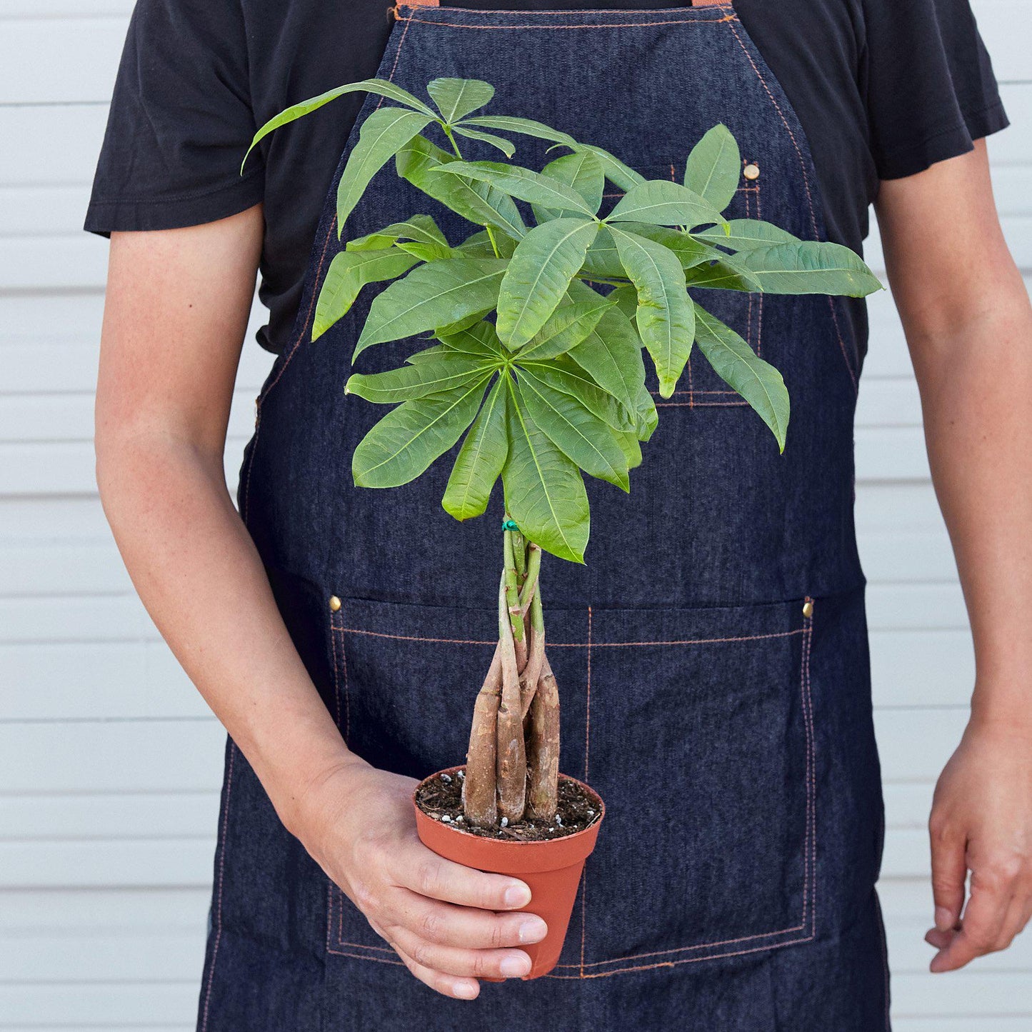 Money Tree 'Guiana Chestnut' Pachira Braid – Fortune Twister: Low Maintenance Indoor Plant for Positive Vibes