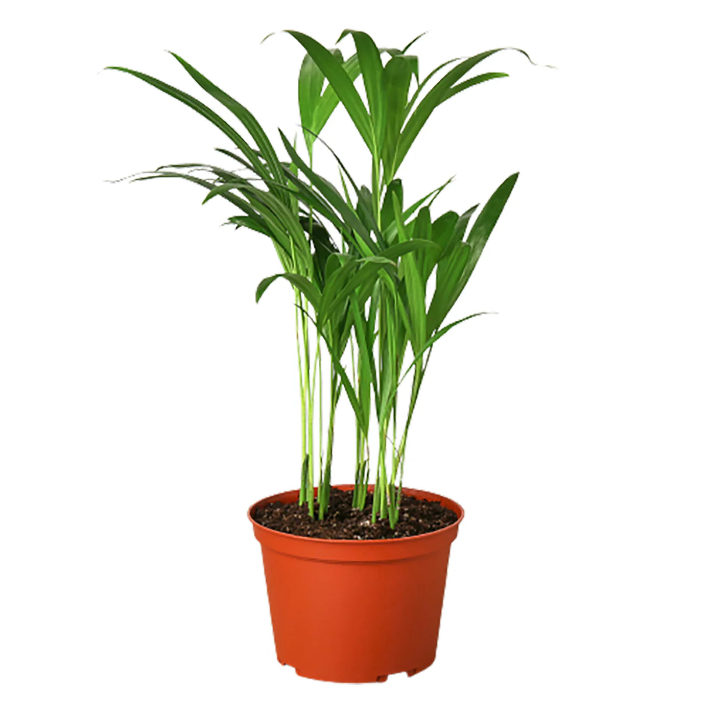 Areca Palm - The Butterfly Effect: 3 to 4 ft Tall Live House Plant in 10" Pot with FREE Care Guide