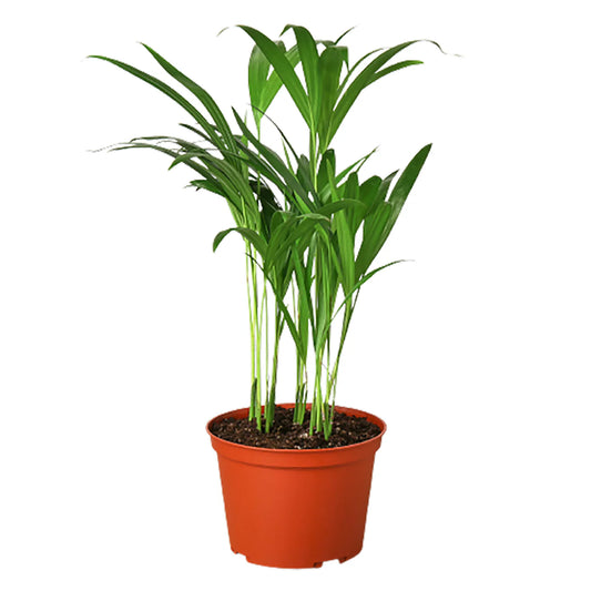 Areca Palm - The Butterfly Effect: 3 to 4 ft Tall Live House Plant in 10" Pot with FREE Care Guide