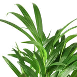 Areca Palm - The Butterfly Effect: 3 to 4 ft Tall Live House Plant in 10" Pot with FREE Care Guide