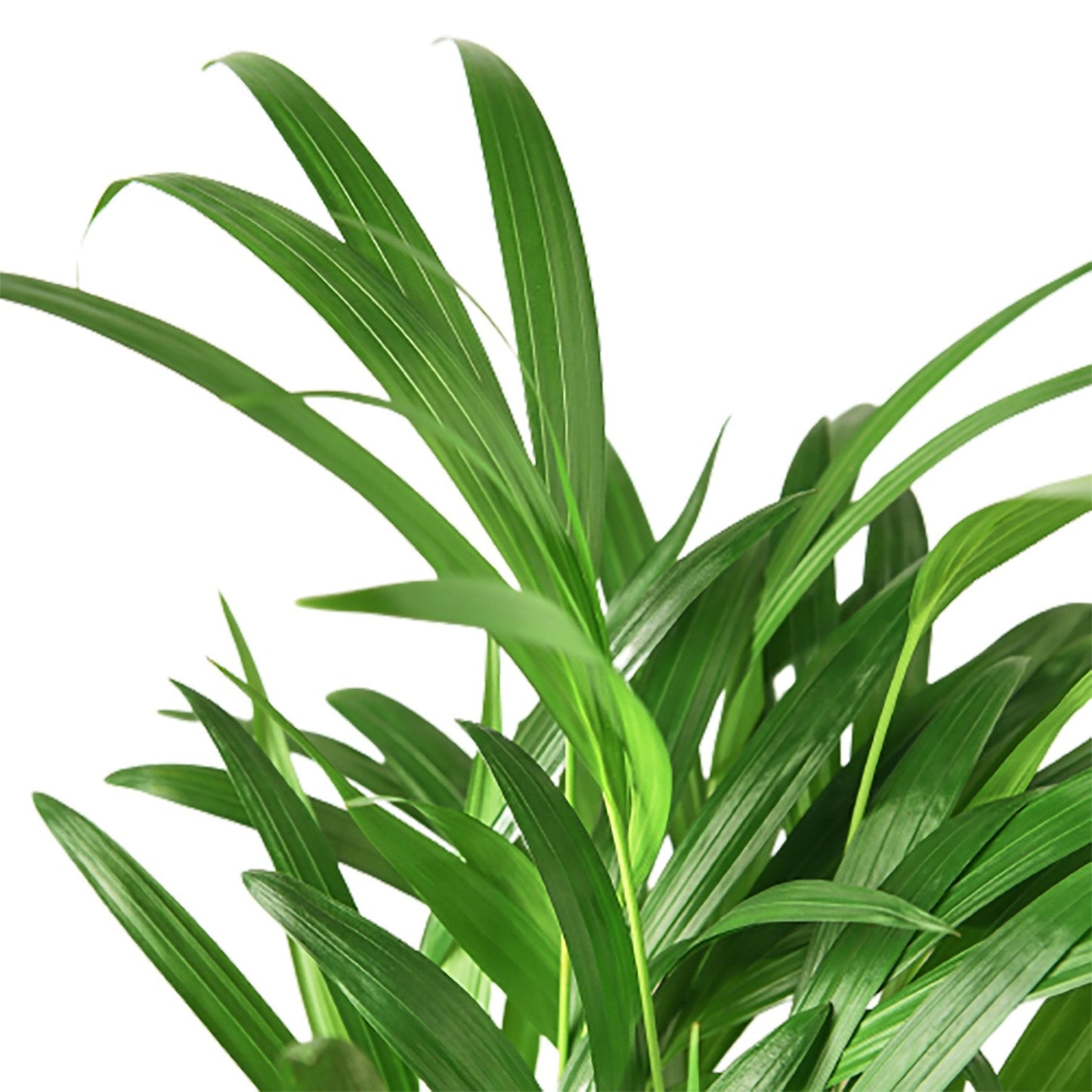 Areca Palm 'Butterfly Breeze' - Elegant Indoor Clustered Palm Tree