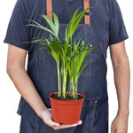 Areca Palm - The Butterfly Effect: 3 to 4 ft Tall Live House Plant in 10" Pot with FREE Care Guide