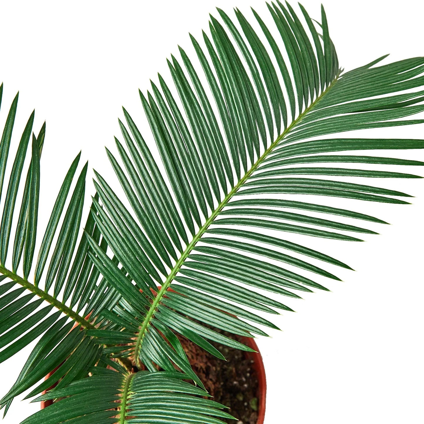 Sago Palm - Prehistoric Elegance: Cycas Revoluta in 6" Pot