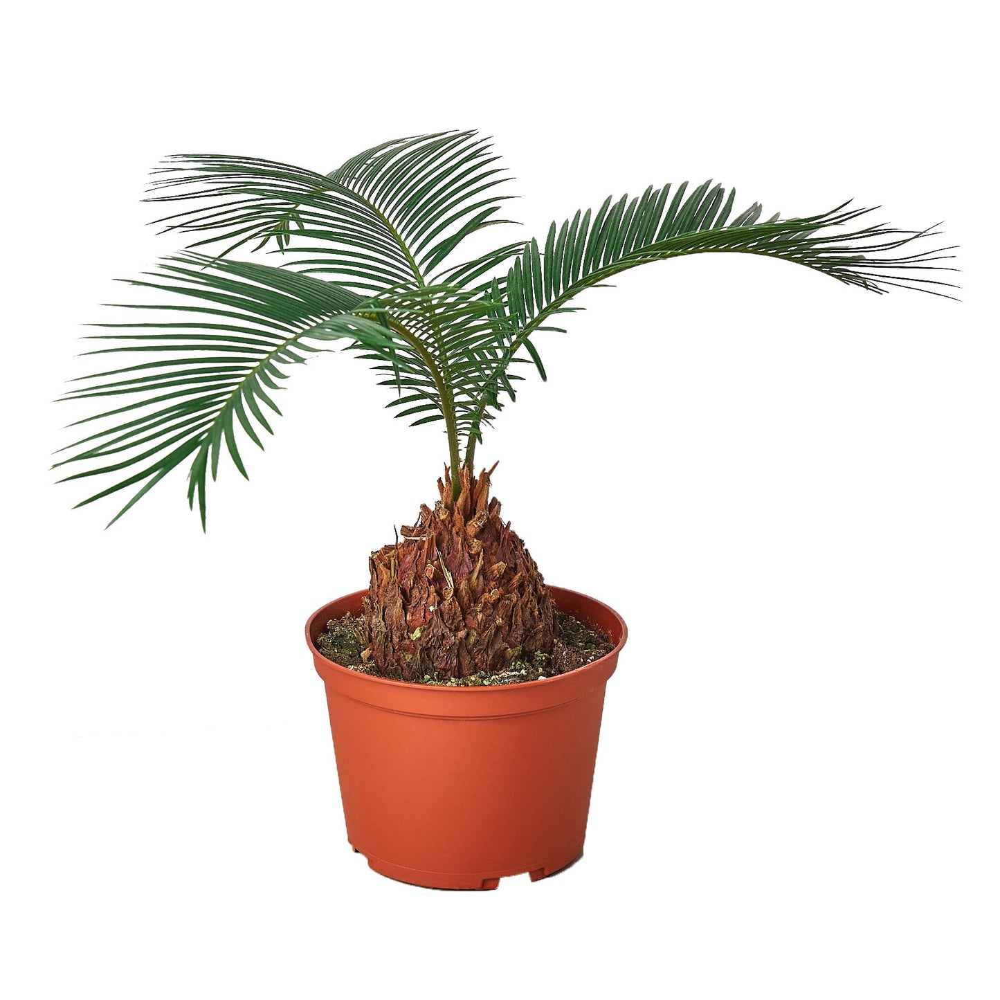 Sago Palm - Prehistoric Elegance: Cycas Revoluta in 6" Pot