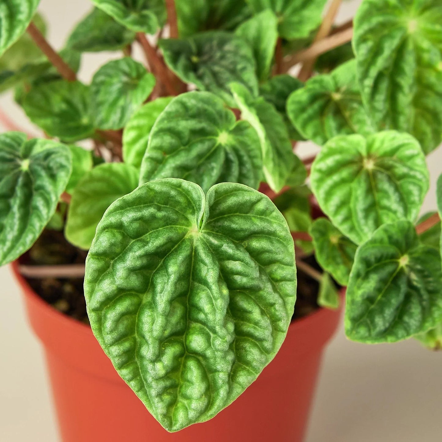 Peperomia 'Ripple' - Wave Hello: Bushy Indoor Plant with Heart-Shaped, Furrowed Leaves