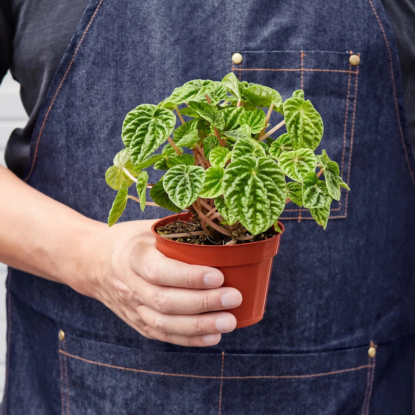 Peperomia 'Ripple' - Wave Hello: Bushy Indoor Plant with Heart-Shaped, Furrowed Leaves