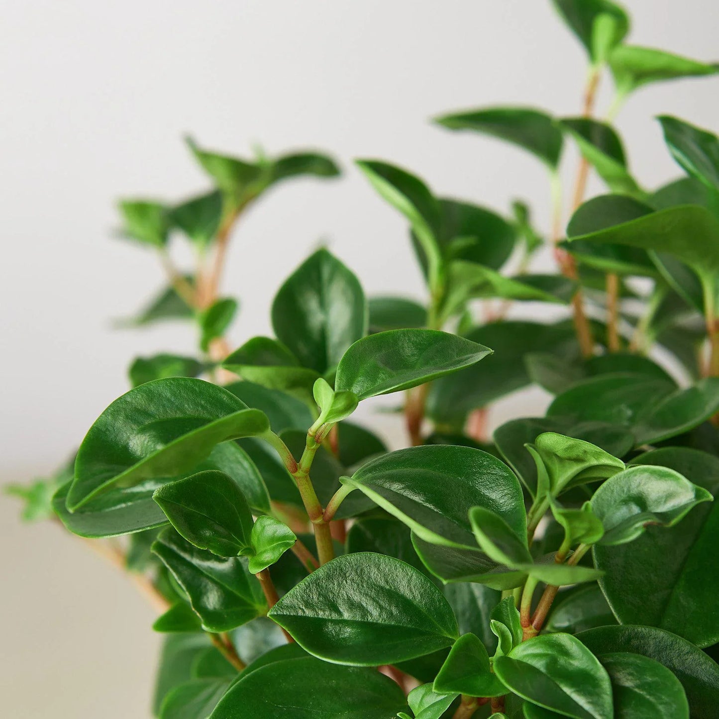 Peperomia 'Glabella' - Peppy Glabella: Low-Maintenance Foliage Houseplant