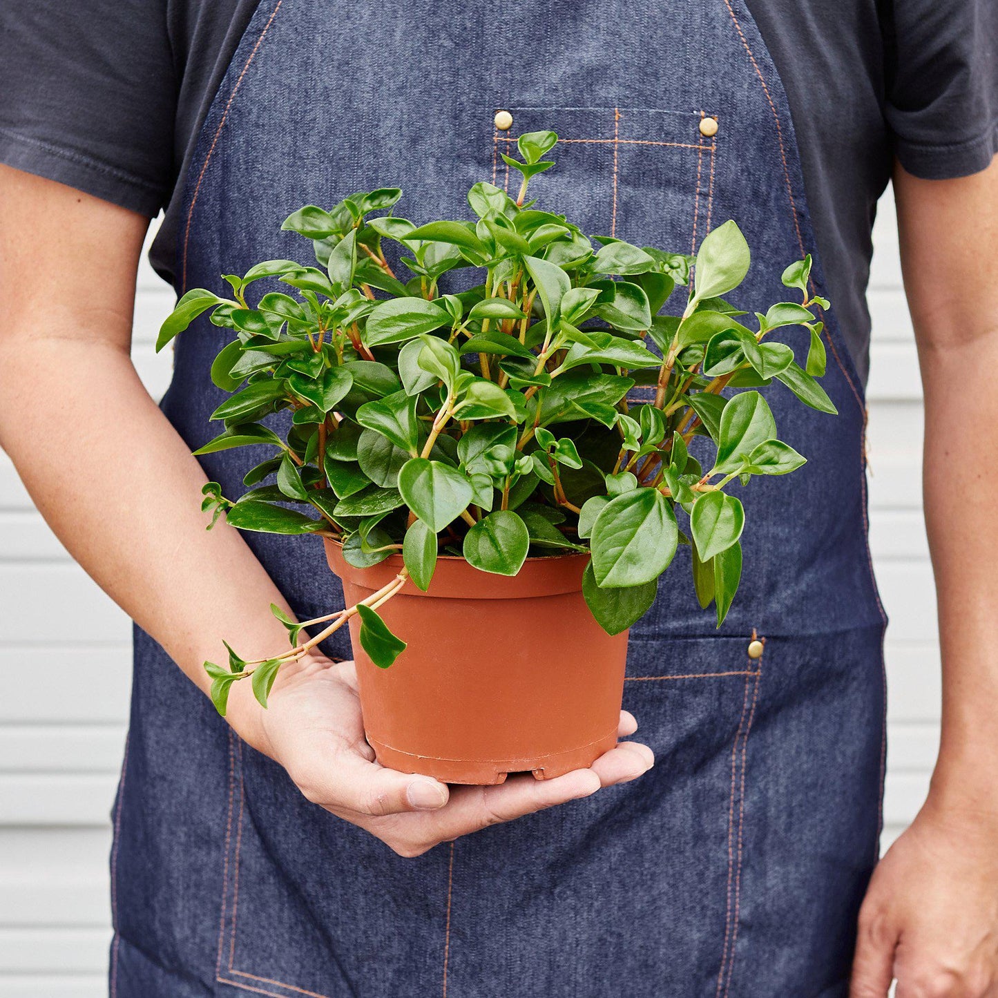 Peperomia 'Glabella' - Peppy Glabella: Low-Maintenance Foliage Houseplant