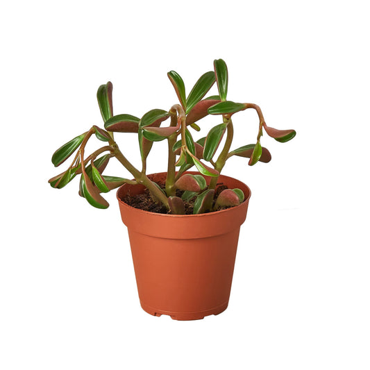 Peperomia 'Ruby Glow' - Ruby's Radiance: Easy-Care Succulent with Striking Foliage