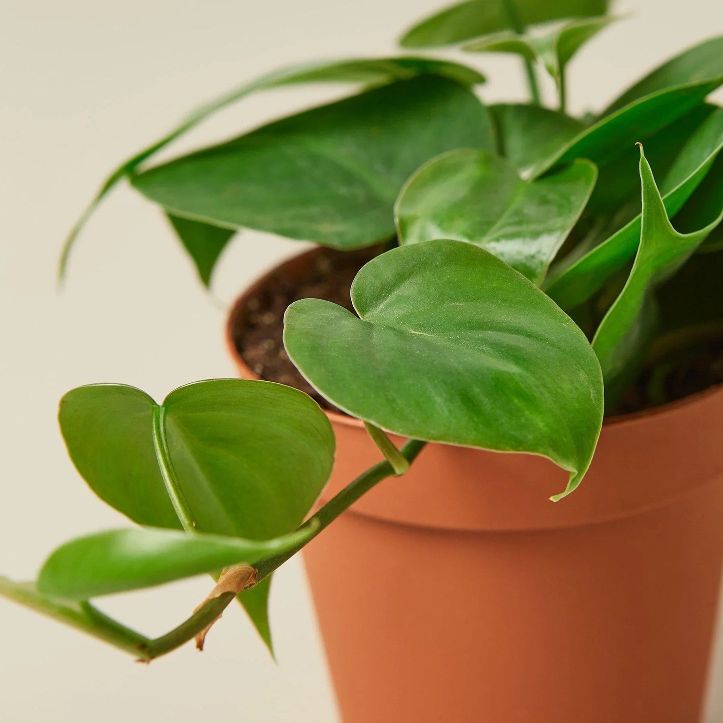 Philodendron Cordatum 'Heartleaf' - Hearty Party: Low Maintenance Indoor Plant