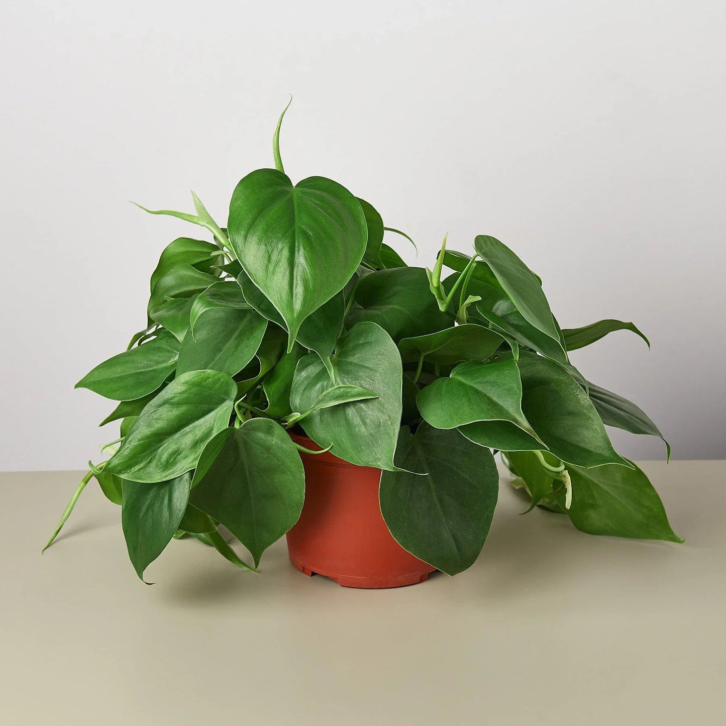 Philodendron Cordatum 'Heartleaf' - Hearty Party: Low Maintenance Indoor Plant