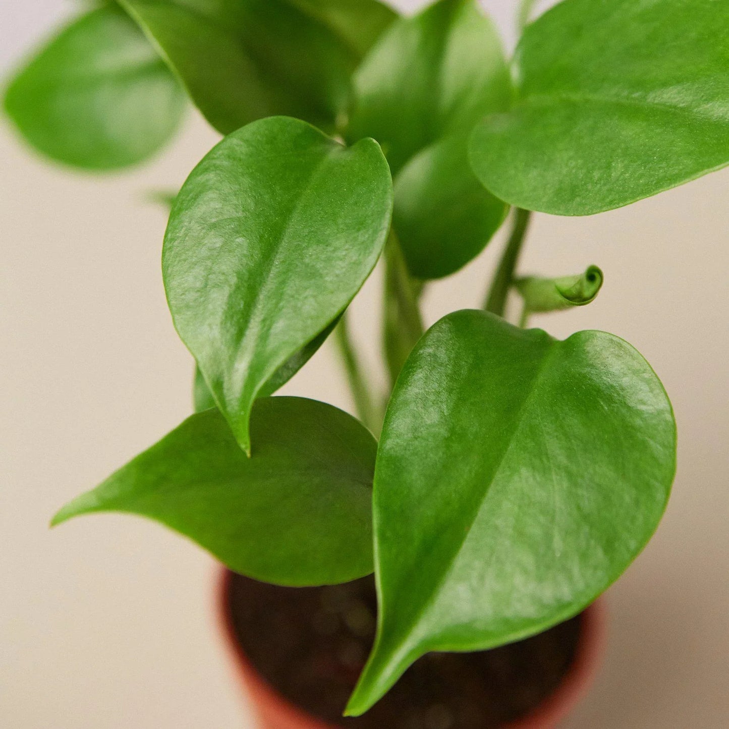 Philodendron Monstera Split-Leaf - Swiss Cheese Charm: Climbing Evergreen Perennial Vine with Unique Split-Leaf Pattern