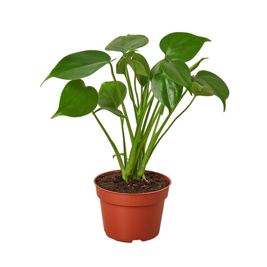 New Plant Parent Bundle - Start Your Plant Journey: 4 Monstera Deliciosa with Terra Cotta Pot, Moisture Meter, Snippers, Squeeze Bottle, Fertilizer & Soil (Not Shippable to California)