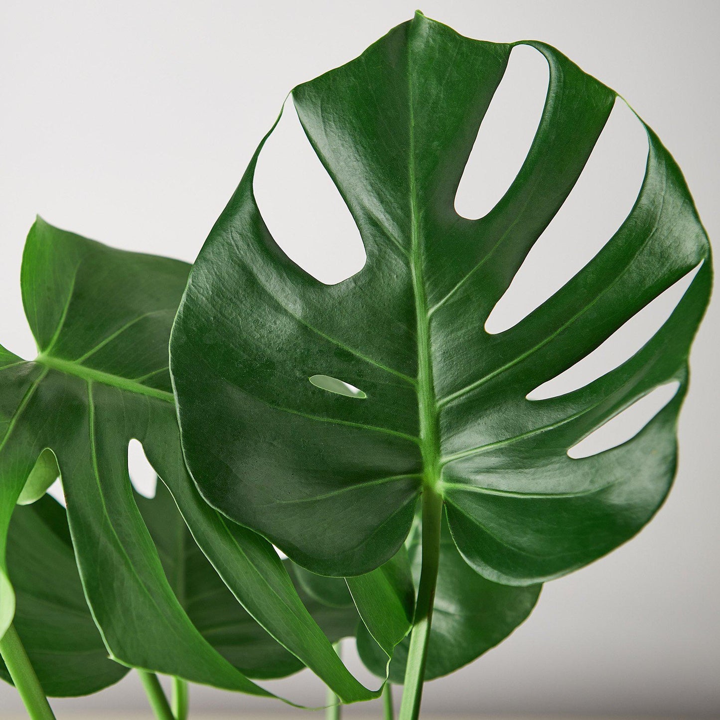 Philodendron Monstera Split-Leaf - Swiss Cheese Charm: Climbing Evergreen Perennial Vine with Unique Split-Leaf Pattern