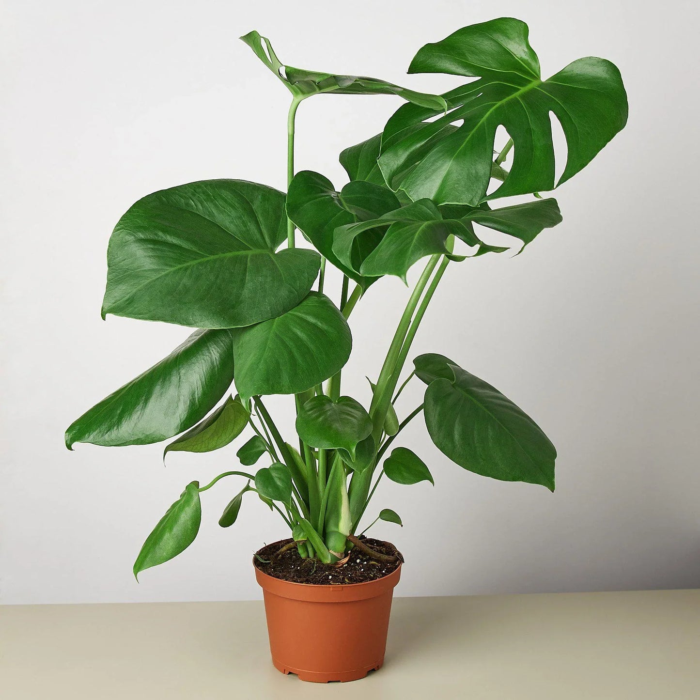 Philodendron Monstera Split-Leaf - Swiss Cheese Charm: Climbing Evergreen Perennial Vine with Unique Split-Leaf Pattern