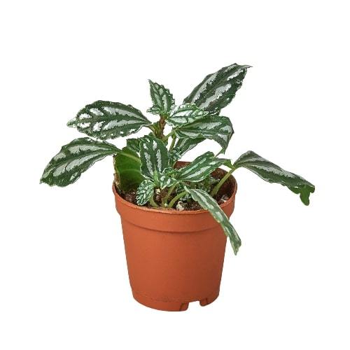 Pilea 'Aluminum' - Silver Streak: Decorative Herbaceous Perennial Houseplant