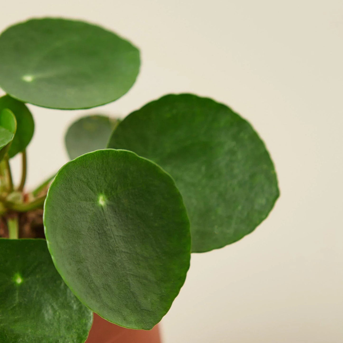 Pilea Peperomioides 'Chinese Money' - Fortune Cookie Flora: Easy-Care, Air-Purifying Houseplant