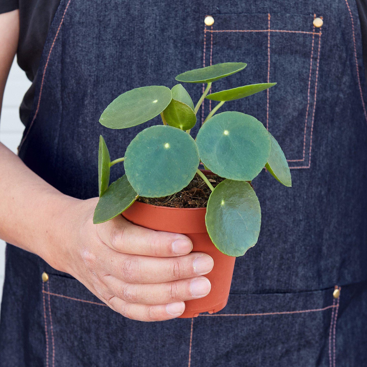 Pilea Peperomioides 'Chinese Money' - Fortune Cookie Flora: Easy-Care, Air-Purifying Houseplant