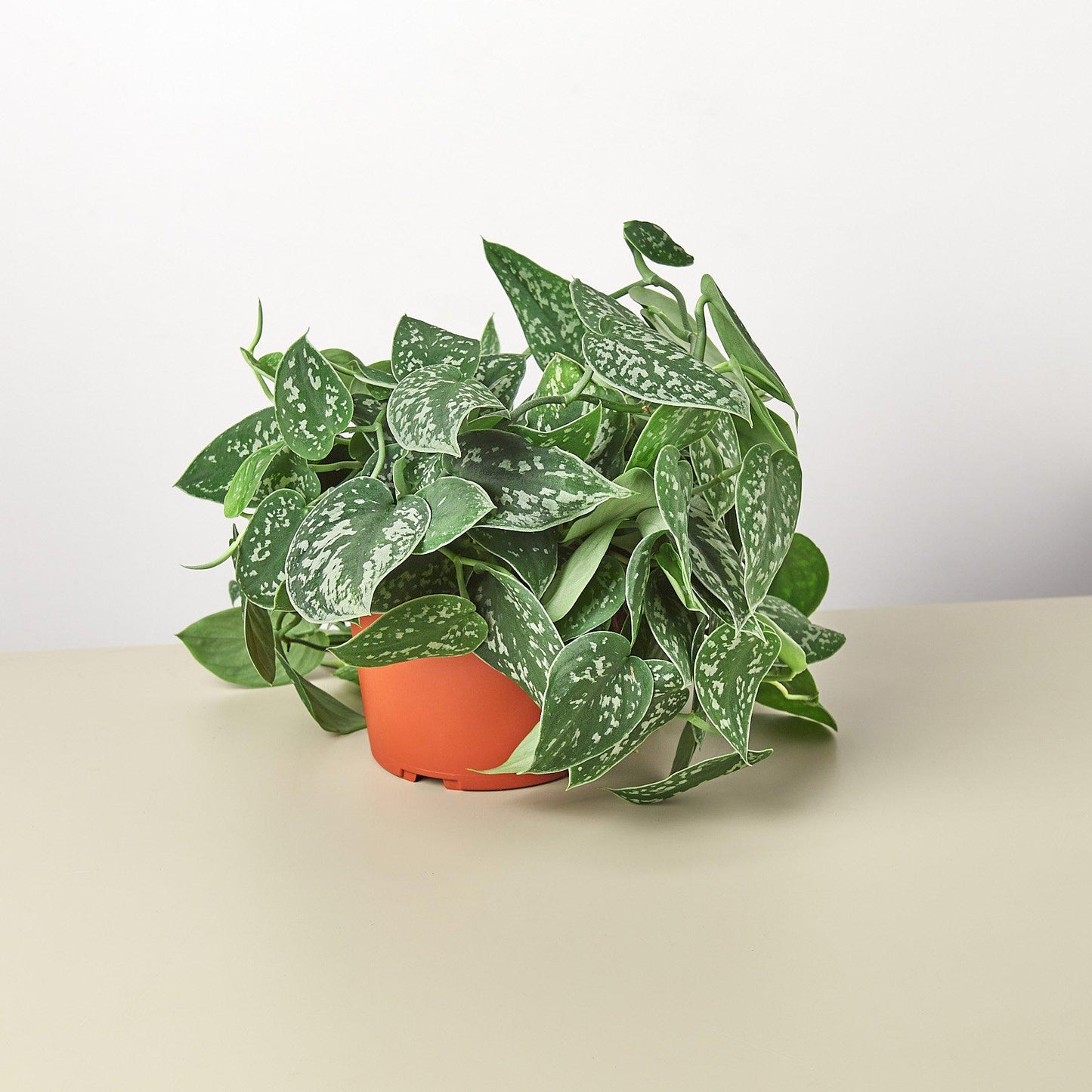 Pothos 'Satin' - Shimmering Elegance: Scindapsus Pictus 'Argyraeus' with Silvery, Satin-like Leaves