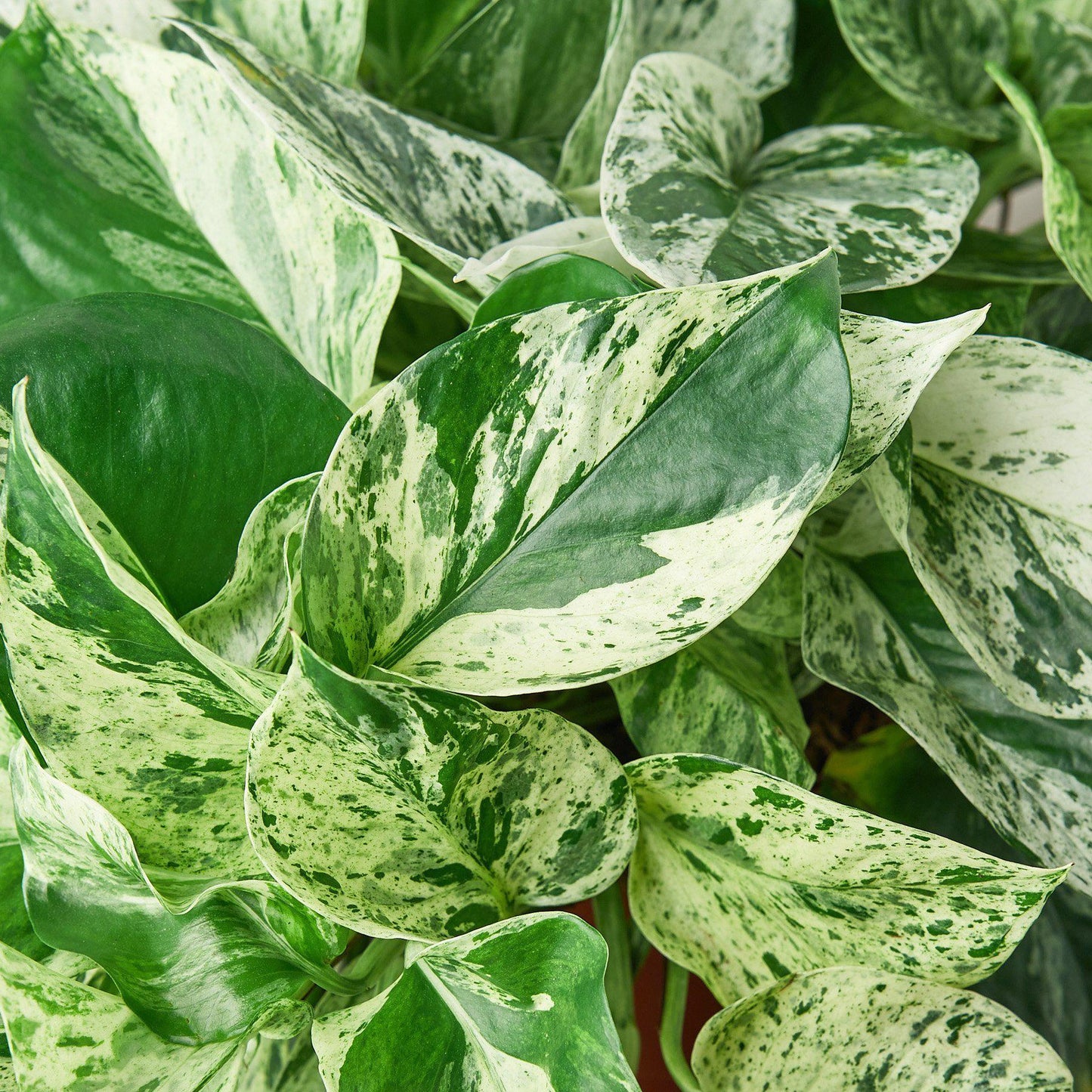 Pothos 'Marble Queen' - Queen of the Jungle: Low Maintenance Variegated Indoor Houseplant