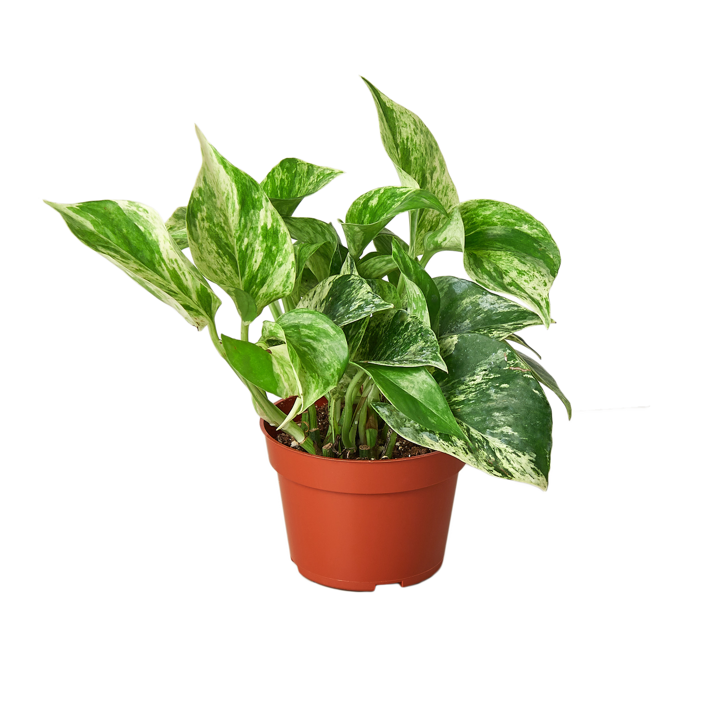 Pothos 'Marble Queen' - Queen of the Jungle: Low Maintenance Variegated Indoor Houseplant