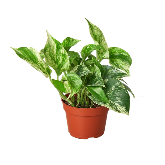 Pothos 'Marble Queen' - Queen of the Jungle: Low Maintenance Variegated Indoor Houseplant