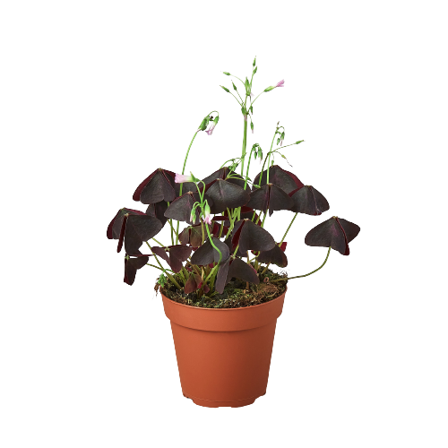 Oxalis Triangularis 'Purple Shamrock' - Lucky Charm Delight: Exotic Indoor Houseplant with Deep Maroon Leaves