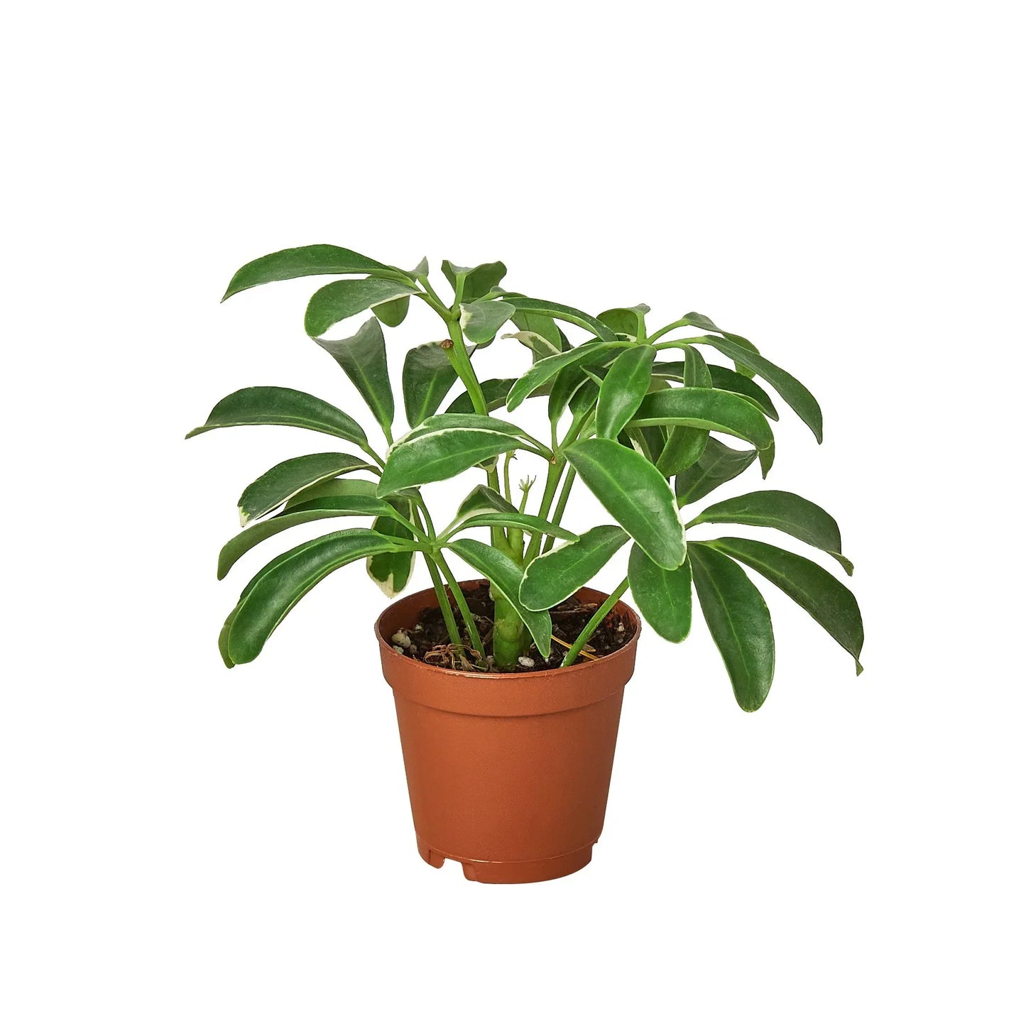 Schefflera Arboricola 'Umbrella' - Little Green Guardian: Easy-Care Evergreen Dwarf Umbrella Tree