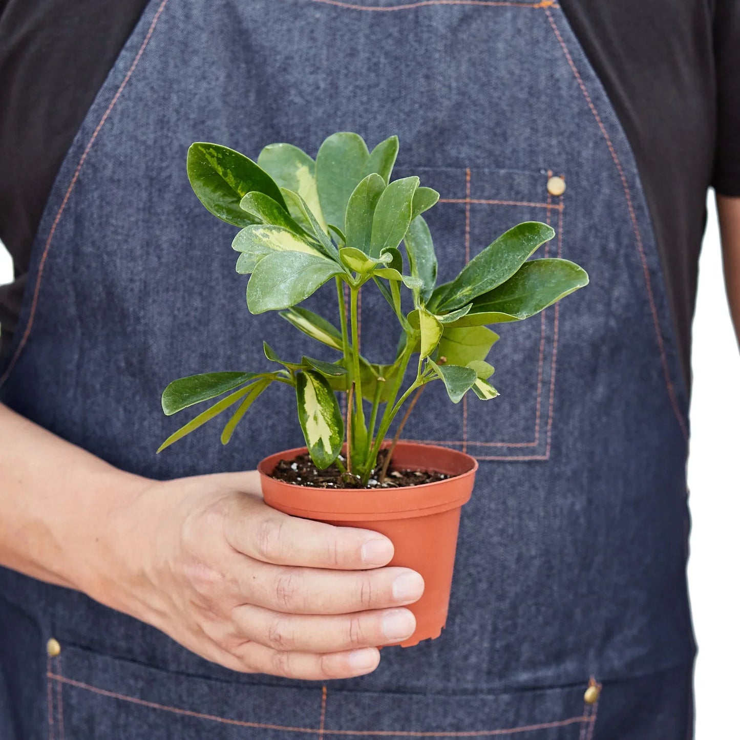 Schefflera Arboricola Variegated 'Umbrella' - Rainforest Chic: Easy-Care Dwarf Umbrella Tree for Indoor Splendor