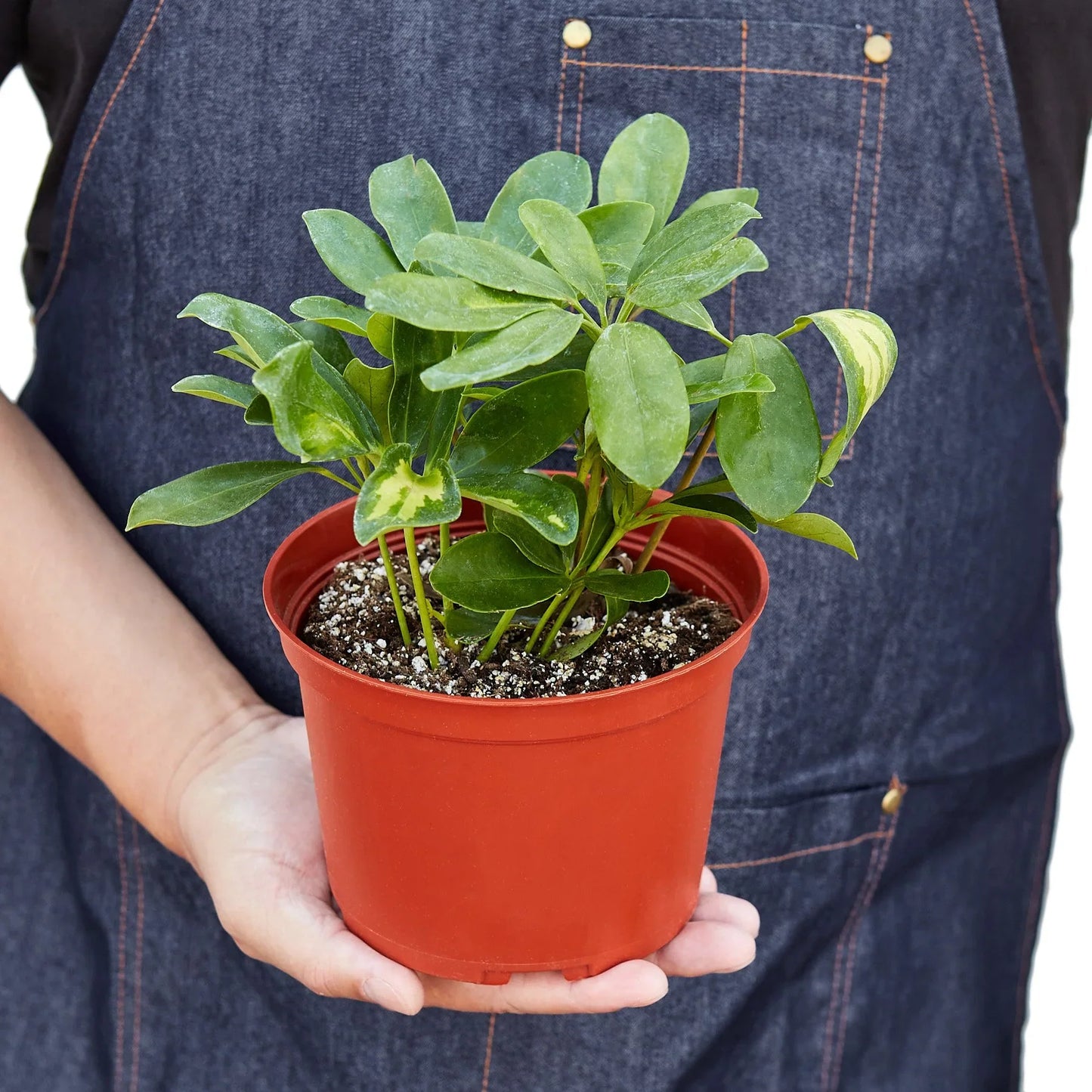 Schefflera Arboricola Variegated 'Umbrella' - Rainforest Chic: Easy-Care Dwarf Umbrella Tree for Indoor Splendor