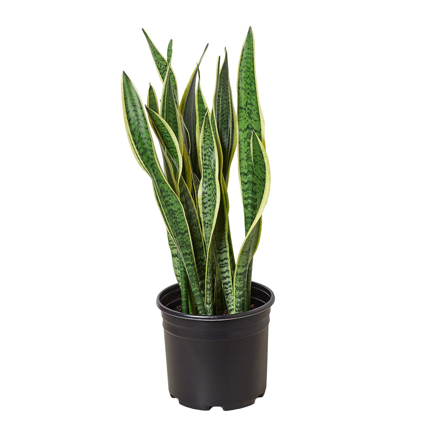 Snake Plant Laurentii - 10" Pot - The Mother-in-Law's Delight: Air-Purifying, Low Maintenance Houseplant