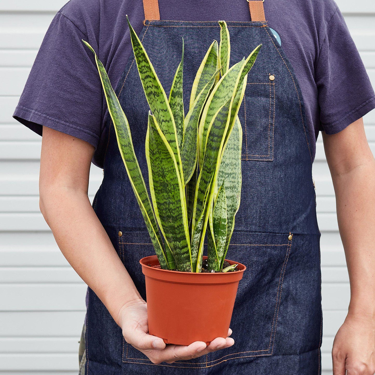 Snake Plant Laurentii - The Unkillable, Unshakeable Green Guardian: Air-Purifying, Easy-Care Houseplant