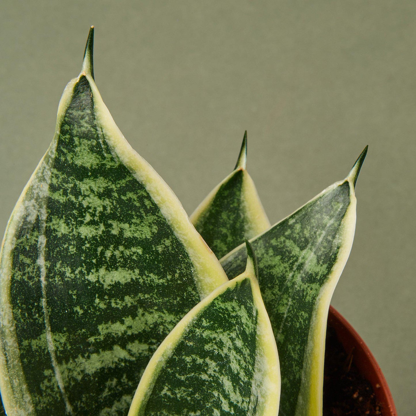 Snake Plant Laurentii Dwarf - The Indestructible Striped Wonder: Air-Purifying, Low Maintenance Houseplant