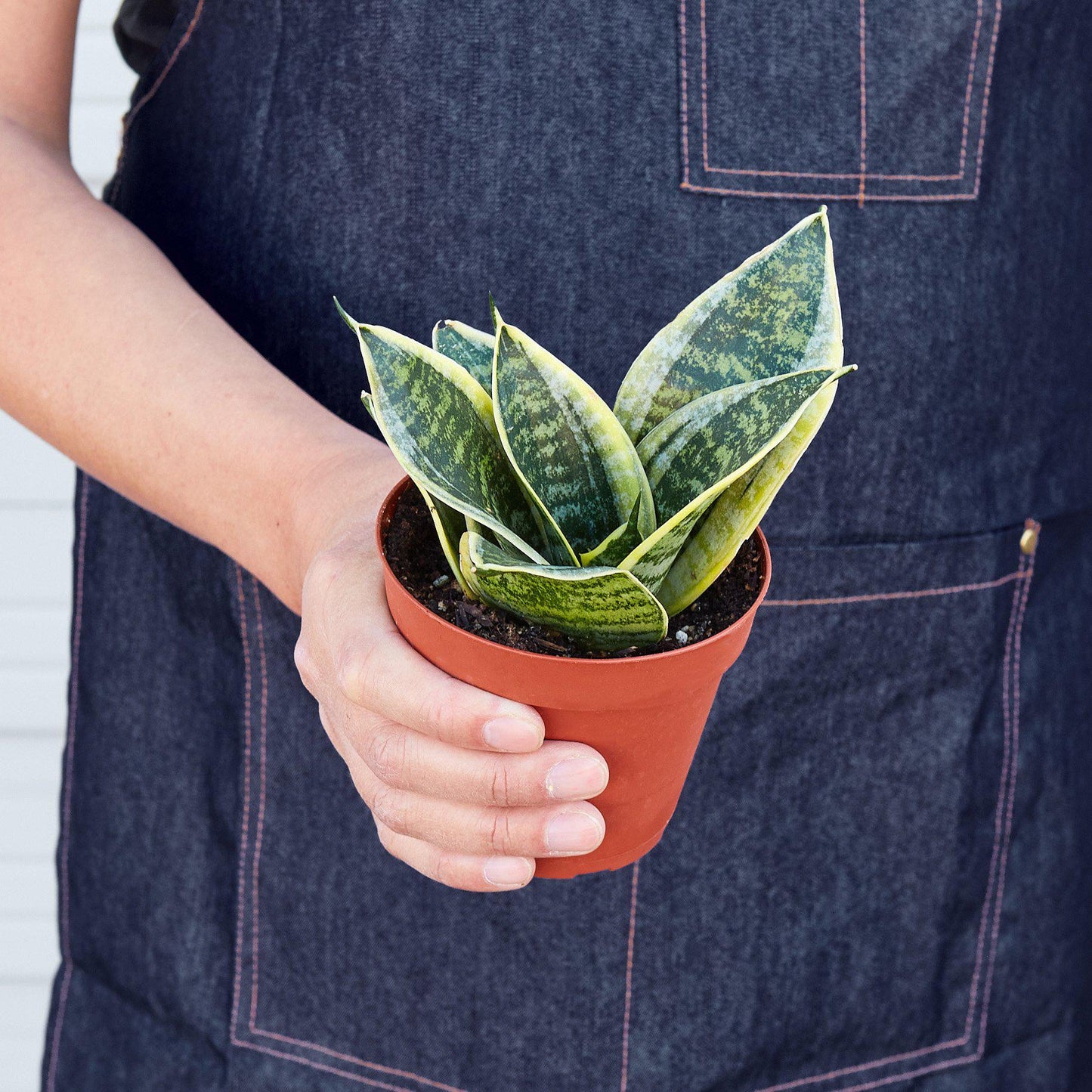 Snake Plant Laurentii Dwarf - The Indestructible Striped Wonder: Air-Purifying, Low Maintenance Houseplant