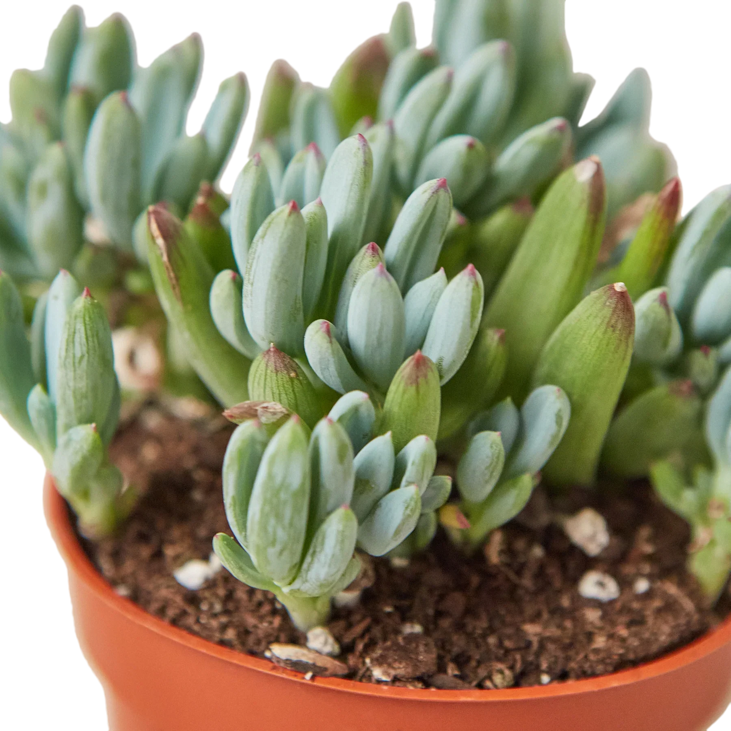 Blue Chalk Stick - Cool Blue Buddy: Hardy Succulent with Striking Blue-Green Foliage