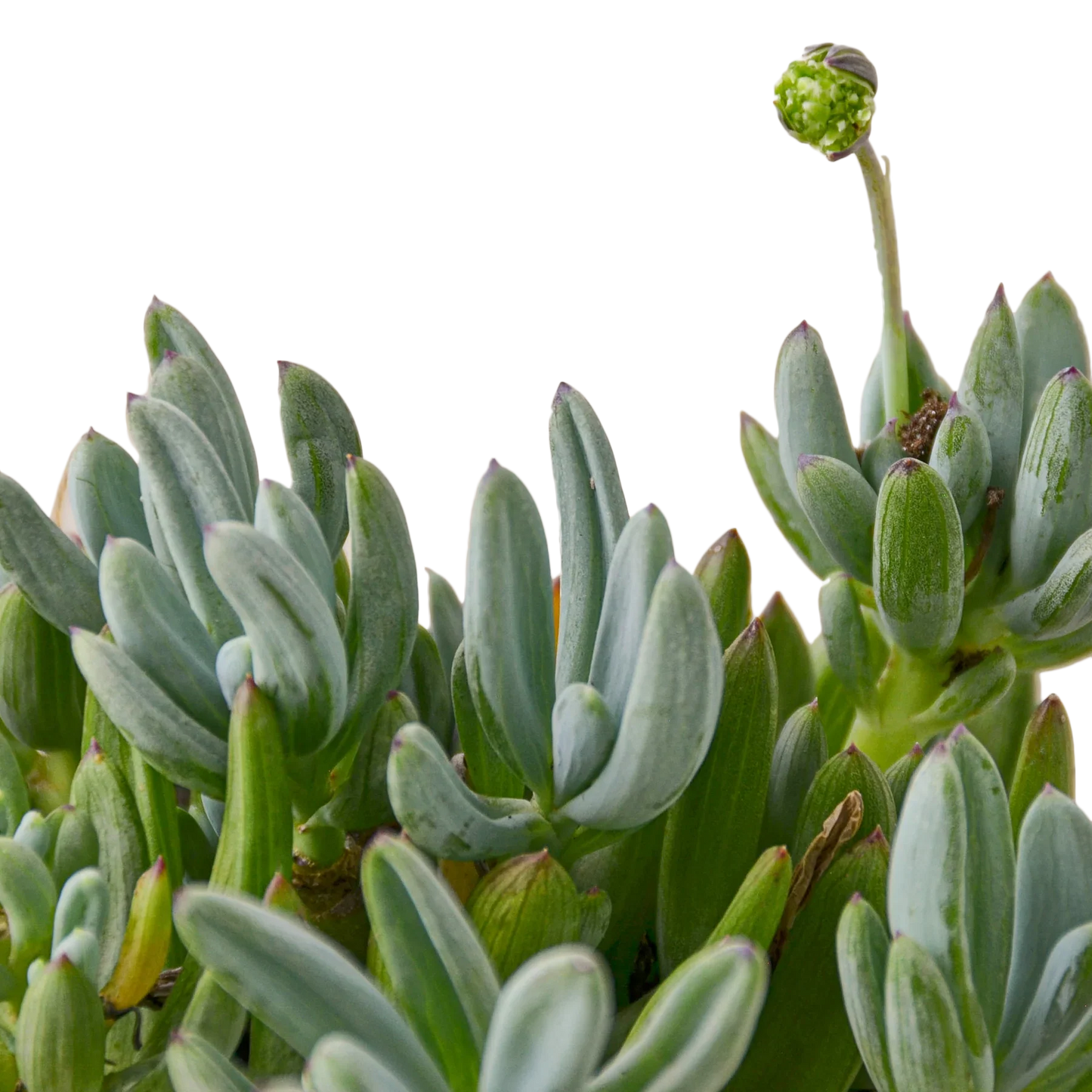 Blue Chalk Stick - Cool Blue Buddy: Hardy Succulent with Striking Blue-Green Foliage