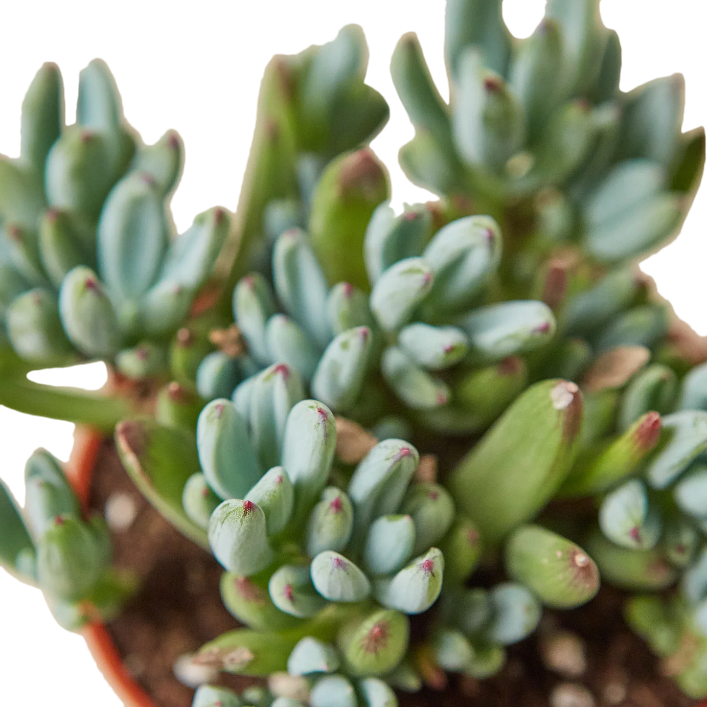 Blue Chalk Stick - Cool Blue Buddy: Hardy Succulent with Striking Blue-Green Foliage