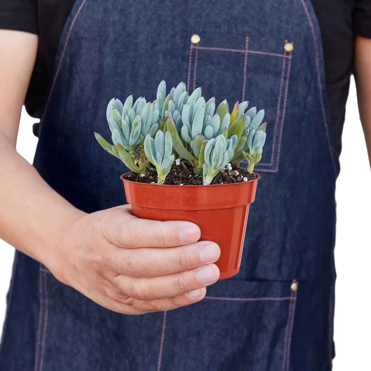 Blue Chalk Stick - Cool Blue Buddy: Hardy Succulent with Striking Blue-Green Foliage