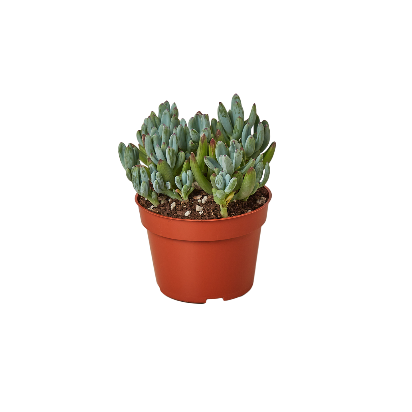 Blue Chalk Stick - Cool Blue Buddy: Hardy Succulent with Striking Blue-Green Foliage