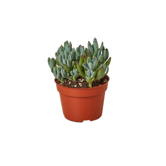 Blue Chalk Stick - Cool Blue Buddy: Hardy Succulent with Striking Blue-Green Foliage