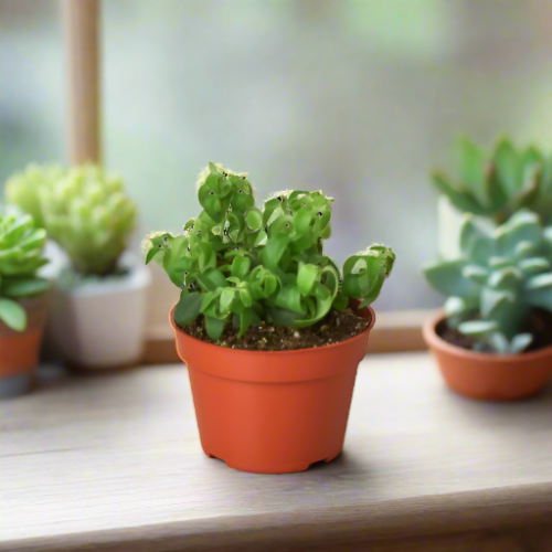 Succulent Surprise: 1 Succulent Monthly Subscription Box - Discover New Plants Every Month