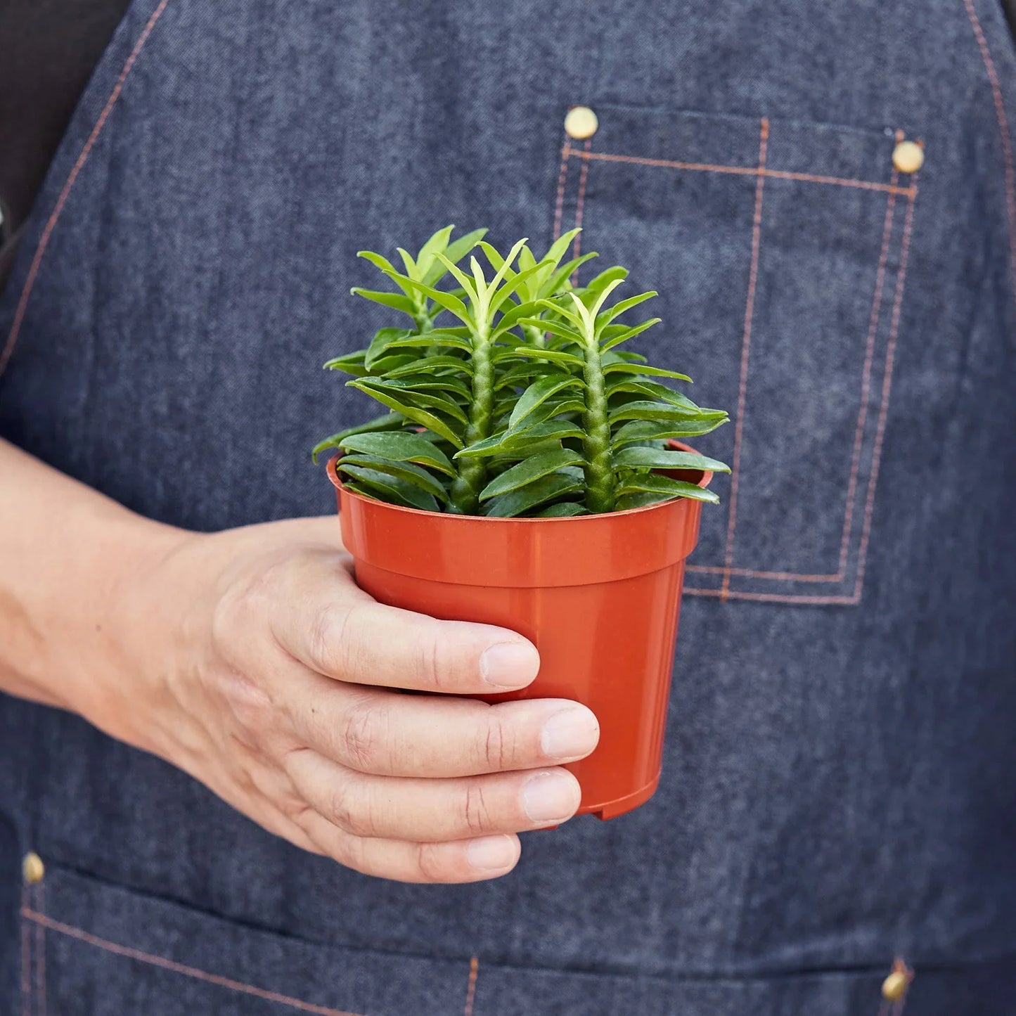 Devil's Backbone Euphorbia - Zigzag Marvel: Low Maintenance, Drought Tolerant, Unique Succulent