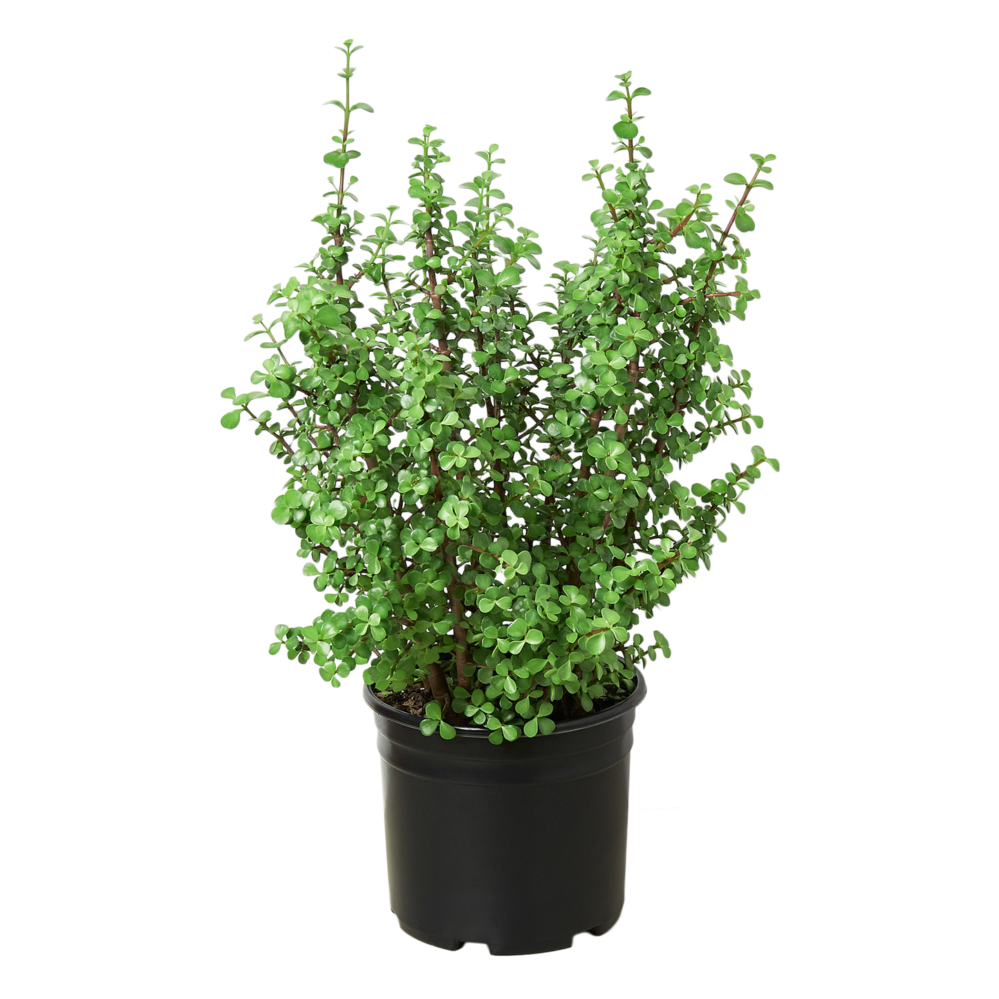 Succulent Portulacaria 'Elephant Bush' - Succulent Safari: Unique 10" Pot, Low Maintenance, Indoor/Outdoor Versatile Decor