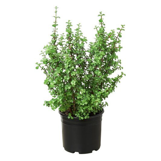 Succulent Portulacaria 'Elephant Bush' - Succulent Safari: Unique 10" Pot, Low Maintenance, Indoor/Outdoor Versatile Decor