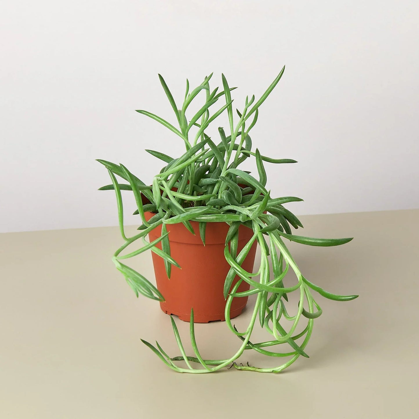 Senecio Succulent 'Fish Hooks' - Hooked on Green: Low-Maintenance Trailing Houseplant