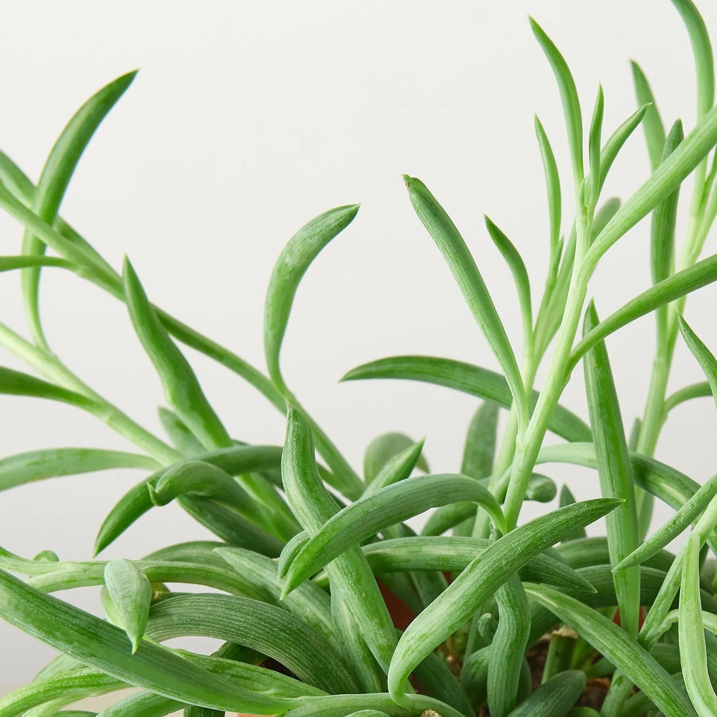 Senecio Succulent 'Fish Hooks' - Hooked on Green: Low-Maintenance Trailing Houseplant