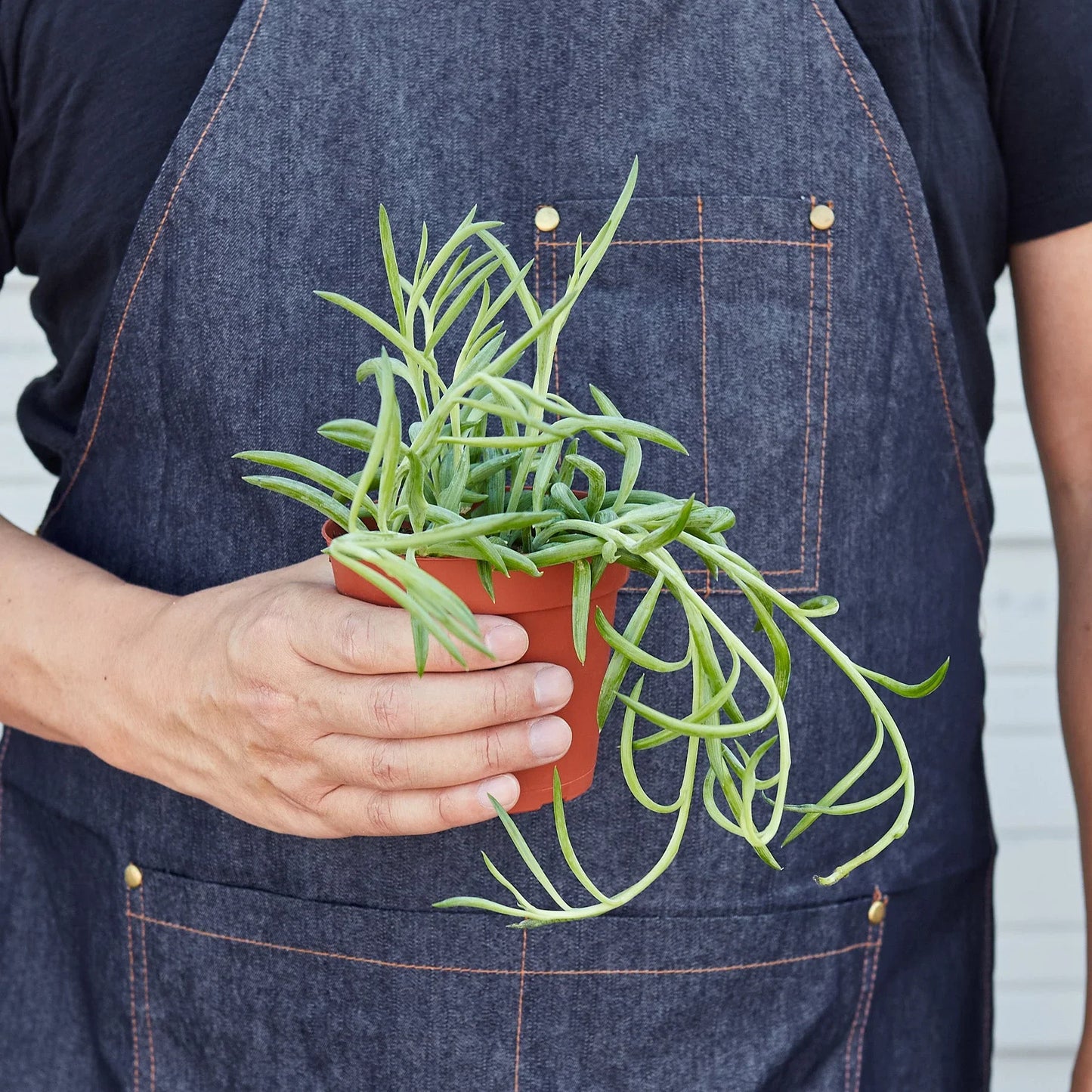 Senecio Succulent 'Fish Hooks' - Hooked on Green: Low-Maintenance Trailing Houseplant