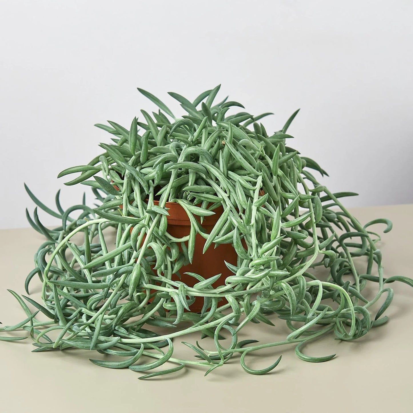 Senecio Succulent 'Fish Hooks' - Hooked on Green: Low-Maintenance Trailing Houseplant