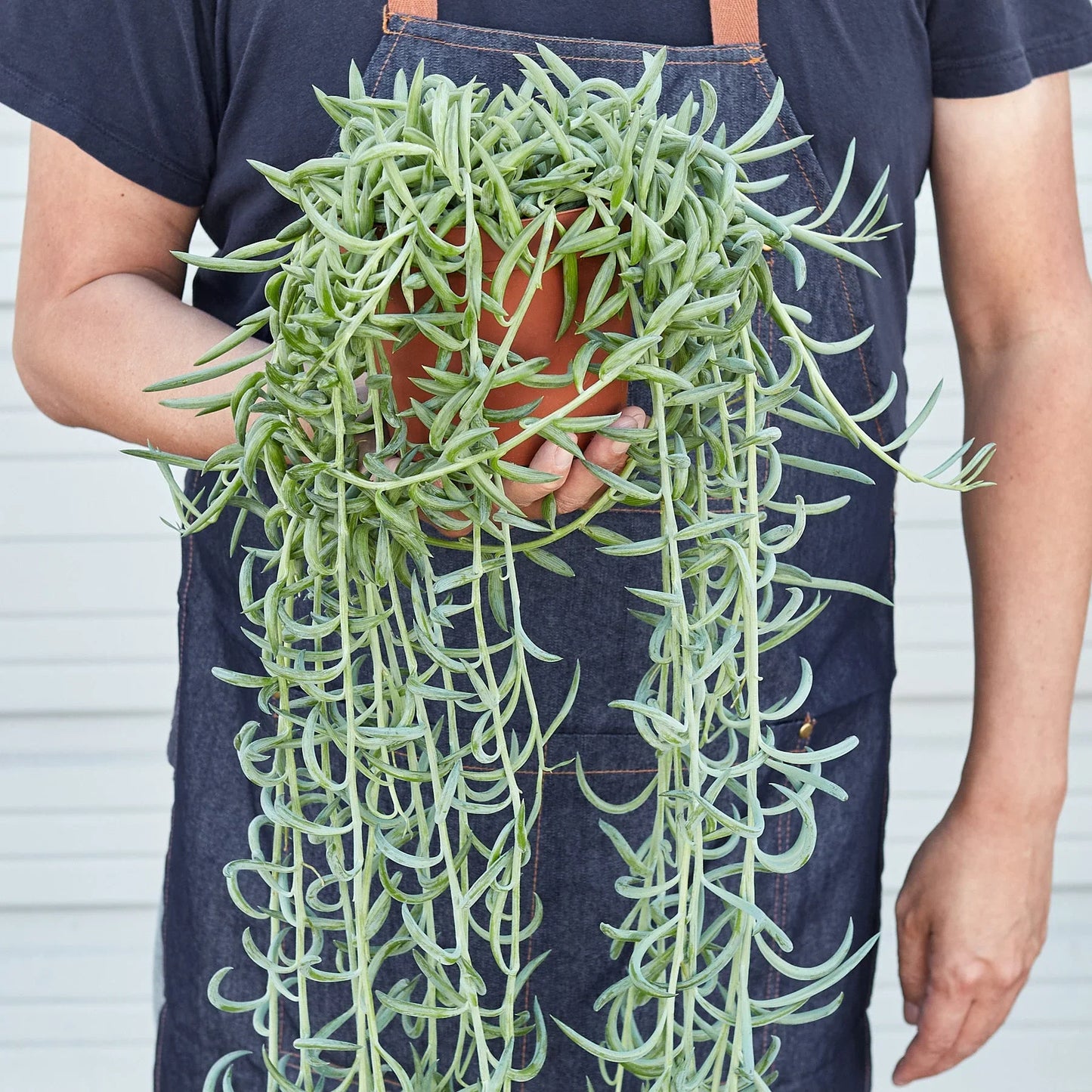 Senecio Succulent 'Fish Hooks' - Hooked on Green: Low-Maintenance Trailing Houseplant