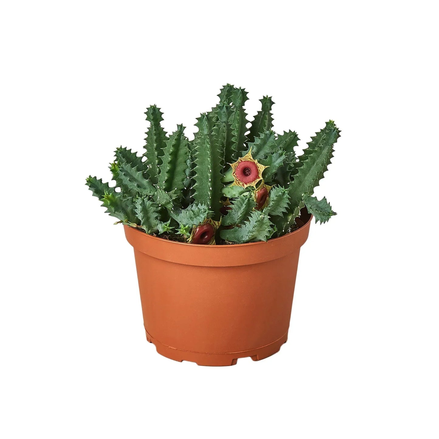 Lifesaver Cactus - Sweet Succulent Surprise: Unique Stem Shapes and Low Maintenance